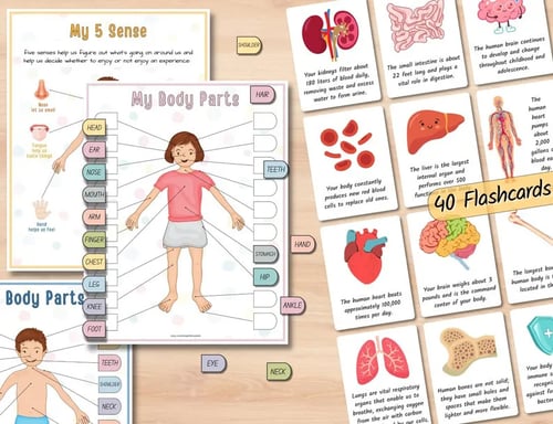 Human Anatomy Busy Book🔥BUY 2 FREE SHIPPING