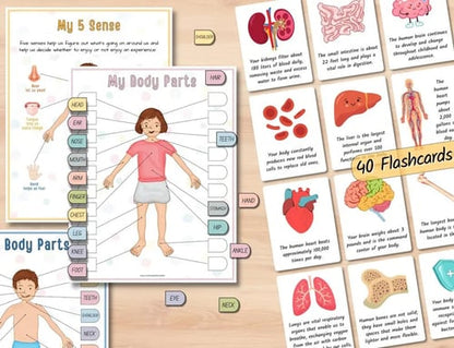 Human Anatomy Busy Book🔥BUY 2 FREE SHIPPING